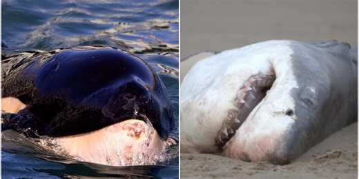 Orca kills great white shark in first-ever recording