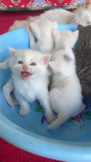 Mama Cat and Kittens Meowing | kittens sounds