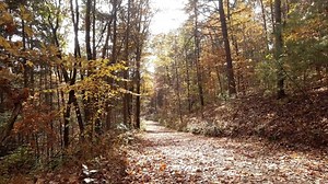 Leaves, Falling Leaves, Fall. Free Stock Video