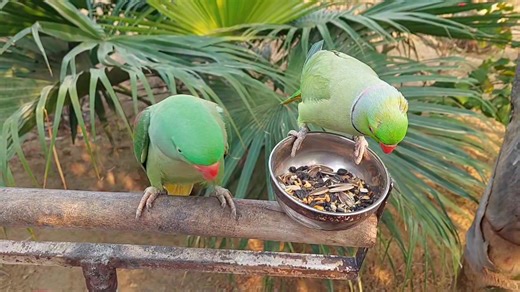 11K views · 823 reactions | Funny Talking Parrots Eating Seeds Gets Irritated By Turkey Birds | Parrot Paradise | Facebook