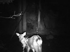 Have you ever heard a Wild Sika Deer bugle? Today at 5:00 pm est on Pursuit Channel "We Deliver The Outdoors" we are hunting Wild Sika Deer in Maryland. Watch us on the on the Pursuit Channel Direct TV ch 604, Dish Network ch 393 also see us on Wild TV, Roku and Verizon FiOS ch 818. If you don't get any of those channels you can stream the show LIVE 5:00 pm est Watch online http://www.vidillion.tv/pursuitchannel/ | Live the Wild Life TV