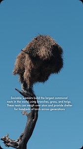 🐦 Sociable Weavers: Master Builders The Sociable Weaver (Philetairus socius) is a small bird found in the Kalahari Desert. They are known for building massive communal nests, which are the largest bird nests in the world. 🏗️ How Are Their Nests Built? These birds gather grass, twigs, and branches to construct giant umbrella-shaped nests, usually on trees or utility poles. Each nest has multiple chambers, offering protection from predators and harsh weather. 🌡️ Why Are Their Nests Important? T