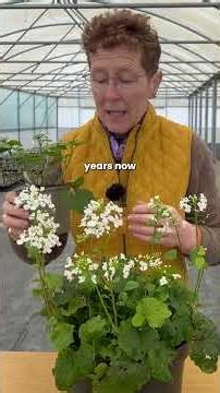 An Easy Care Plant for Shade: Pachyphragma macrophyllum (zones 4-8)