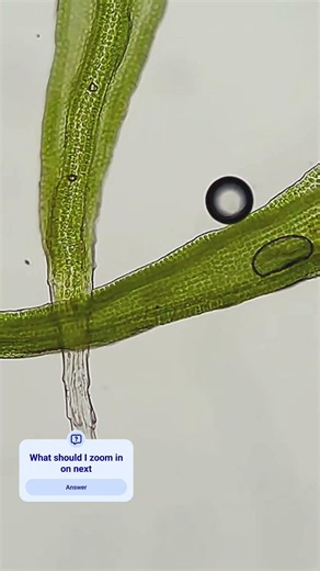 Green moss zoom under Microscope #science #shorts #MicroscopicView #biology Mymicrolab