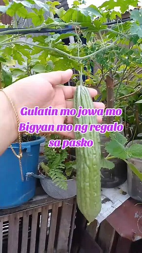 CLICK YELLOW BASKET #hyljewelry #accessories #bracelet #bracelets #tiktokshop #highlight #highlights #MommyLa