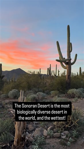 Jeremy Johnson on Instagram: "Did you know that the Sonoran Desert is the wettest and most biologically diverse desert in the world? Our desert is so green right now! Arizona didn’t disappoint once again with another 360° desert sunset."