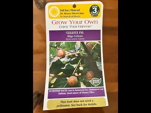 Planting a Celeste Fig Tree (Sugar Fig)