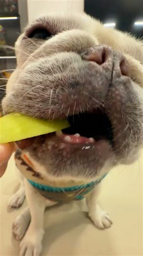 ComeInWithMyCreativeInspiration Smacking lips👄 #CutePets #FrenchBulldog #dogsound #dogeating #puppies #dogs | Frenchbulldog.l.ove