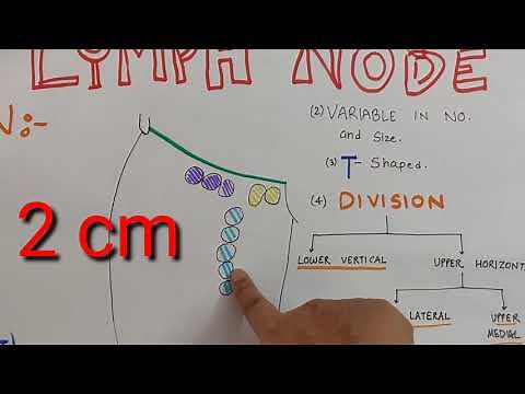 Superficial INGUINAL lymph nodes Anatomy made easy!