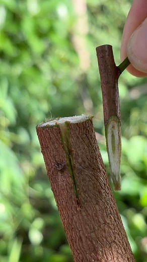 Testing sugar apple tree grafting today — simple steps for faster fruiting! #grafting #garden #plants #เกษตร #trees #bonsai #DIYGifts | Cha Garden