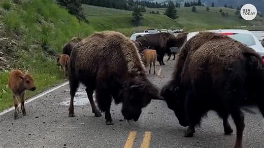 Bison battle: Yellowstone bison tussle wherever they want! | USA TODAY Video
