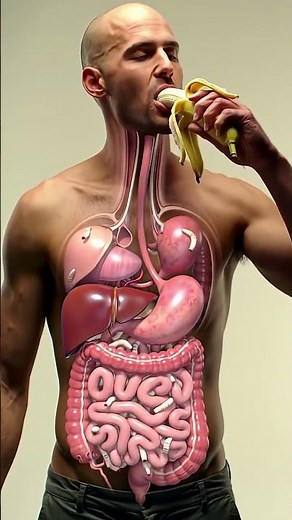The Amazing Journey of a Banana Inside Your Body | 3D Human Digestive System Animation