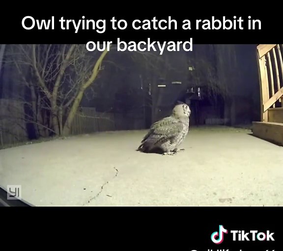 Owl in Backyard Attempts to Catch Rabbit