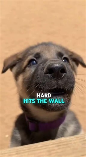 Future K9 Puppy Training: Confidence, Focus & Basics 🐕‍🦺