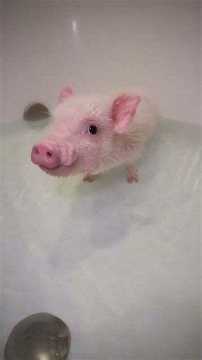 a little pig is getting bath #pig #cute #pets