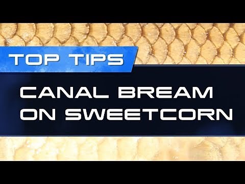 Top Fishing Tips – Canal Bream On Sweetcorn