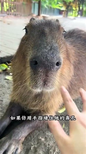 Why Capybaras Are the Calmest Creatures: Emotional Stability Unveiled