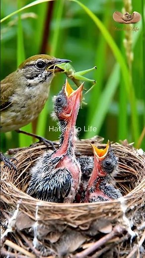 This Bird Lays Eggs in Other Birds’ Nests! 😳🐦