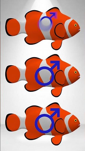 The Disturbing Secret Of Finding Nemo