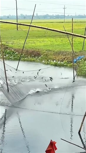 I Caught Fish Using Only a BUBBLE WAND