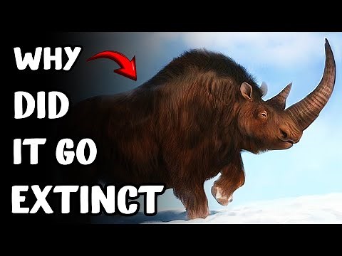 The Rise and Fall of the Woolly Rhino