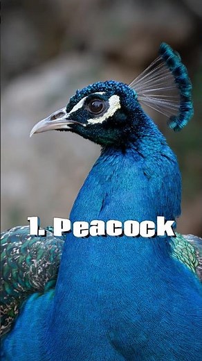 Top 10 Most Beautiful Birds in the World 🕊️🌈✨ | Stunning Nature Beauty #birds #naturelovers