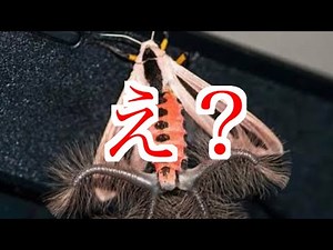 [Viewer discretion advised] 5 of the world's most grotesque creatures - Introducing the world's m...