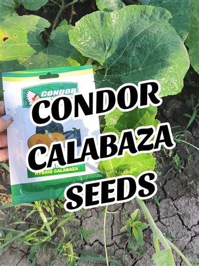 Start growing your own Calabaza squash in your garden with Condor Calabaza Seeds. 🏡 #calabaza #growyourownfood #garden #gardening #farmlife