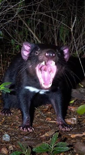 Hear the Tasmanian Devil unleash three wild, loud screeches in the heart of the Australian bush at night. The chilling sound echoes through the darkness, accompanied by subtle ear vibrations and the natural ambience of wind and insects. This ultra-realistic encounter captures the fierce energy of a true nocturnal predator. 🔗 Follow for more animal sounds: TikTok: http://tiktok.com/@animalsoundearth Instagram: https://www.instagram.com/@animalsoundearth YouTube: https://www.youtube.com/@AnimalSo
