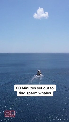 Using a homemade device made with a hydrophone and a salad bowl, Captain Curt Benoit tracked sperm whales by listening for their distinctive clicking sounds. He also tried to beckon them from the boat: “Come to Papa. Daddy’s here.” #60minutes #whales #whalewatching #ceciliavega