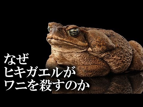 オーストラリアを蹂躙する外来種 オオヒキガエル
