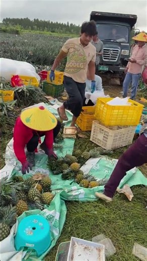 Pineapple Harvest Straight from the Farm! 🍍
