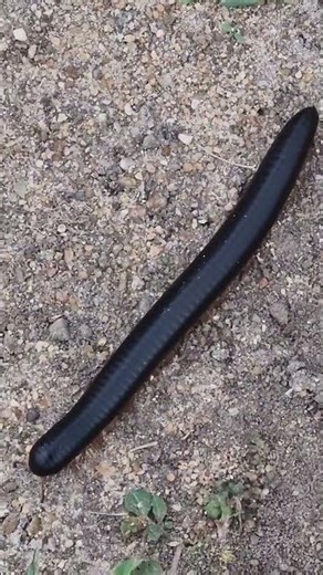 Chongololo: The Giant Millipede of Southern Africa | Hidden Heroes of the Bush