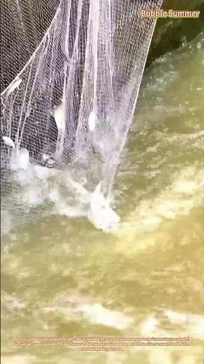 Pêche en milieu aquatique : capture au filet à l'ouverture d'une vanne de canal