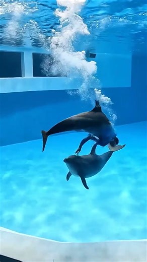 Dolphin Synchronized Swimming Show 🐬