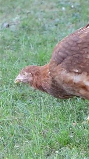 Well trained chickens #tricks #smart