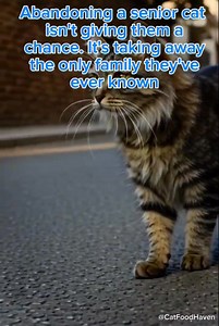 Imagine growing old and being left behind by the only family you’ve ever known. That’s what abandoning an old cat looks like. . . . . #abandoned #oldcat #seniorcats #seniorcatsrock #seniorcatsofinstagram #catlovers #catloverscommunity #cat #adoptacat | Cat Food Haven
