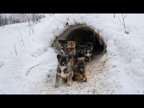 No Food, No Mother - With Empty Bellies and Tearful Eyes, Orphaned Puppies Waited in the Snow!