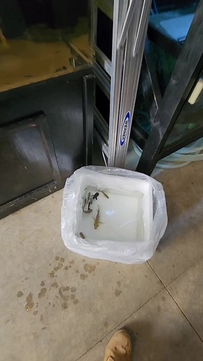 So Many Fish Find New Homes ❤️ #rescue #fish #aquarium #animals #reels | Ohio Fish Rescue