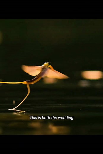 Their weddinngs are also funerals #tiktok #fyp #nature #animals #documentary #mayfly