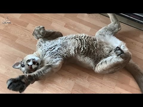 Puma Messi is a big kitten