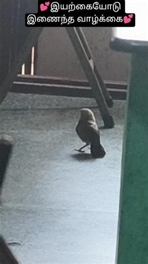 🐦 உன் ஜோடி எங்க.. அத கூட்டிகிட்டு.. எங்க வீட்டுக்குள்ள வந்து கூடு கட்டு ஏ குருவி🐦