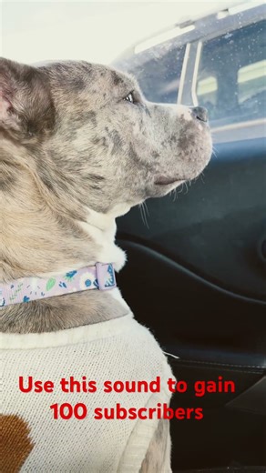 Use this sound to gain 100 subscribers 🐶