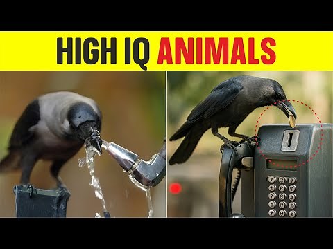 Top 5 Most Intelligent Animals in the World | Smartest Animals with High IQ