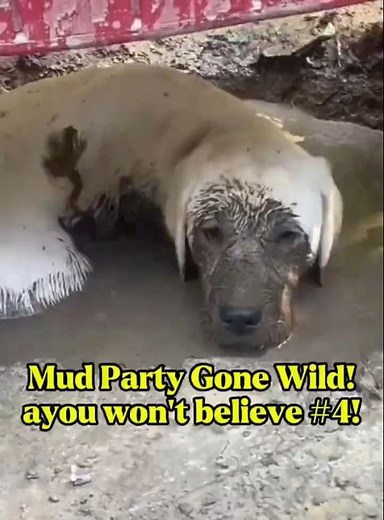 Funny Dogs Playing in Mud – Hilarious Mud Party Compilation! 🐶🤣 #Shorts