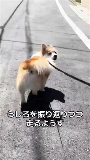 犬とお散歩中にいろんな角度から走る様子を撮っていました。並走して走る様子。前を歩きつつ後ろを振り向く様子。いろんな無言のやり取りをする犬と飼い主でした。#day175 #dogshorts