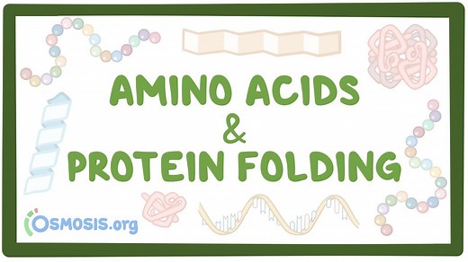 Amino acids and protein folding: Video, Causes, & Meaning | Osmosis