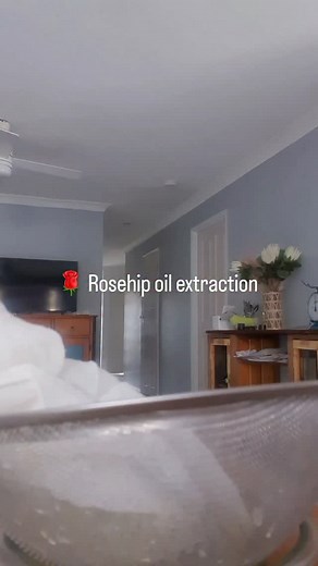 Extracting rosehip oil for soap making, lotions & balms. Full of antioxidants & vitamin C #herbalextractions #terramaratallow #tallowskincare #tallowbalm https://terramatatallow.net | Terra Mata Tallow | Facebook