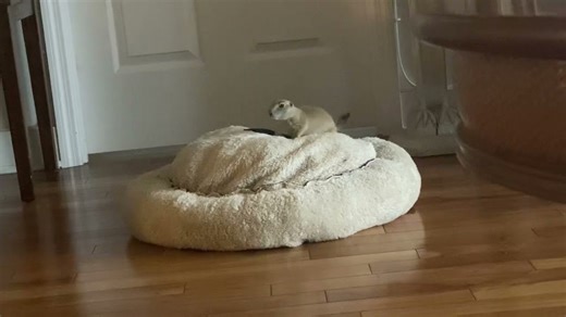 Baby Poppy the Prairie Dog: Cuteness Overload