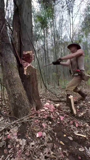 Part2-Building a Log Cabin by Hand Part 8! Today we fell some Giant Cedar Trees! These take a lot of work to chop but in the end, we will have great logs for the Walls of the Cedar Log Cabin #cutting #cuttingtree #woodworking #building #logcabin #cabin #outdoors #bushcraft #camping #tinyhouse #home #survival #imrunningoutoftime #OscarsAtHome #rdr2 | Countrytactical.